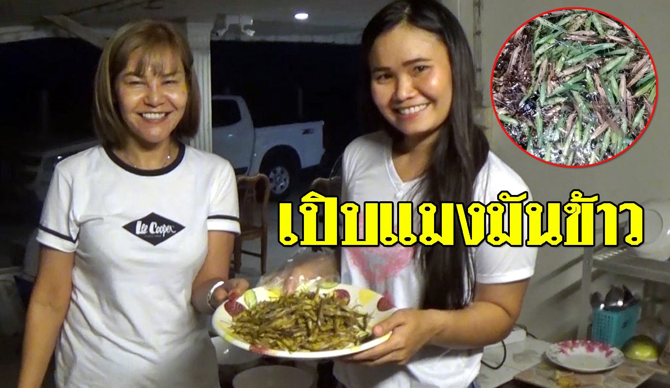 à¹€à¸› à¸šà¹à¸¡à¸‡à¸¡ à¸™à¸‚ à¸²à¸§ à¸‚à¸­à¸‡à¸«à¸²à¸ à¸™à¸¢à¸²à¸ à¹€à¸¡à¸™ à¹€à¸