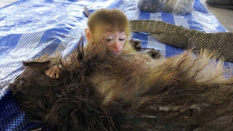 ย้อนรอยคดีสะเทือนใจ ลูกลิงดูดนมจากซากแม่ หลังถูกพรานป่า ...