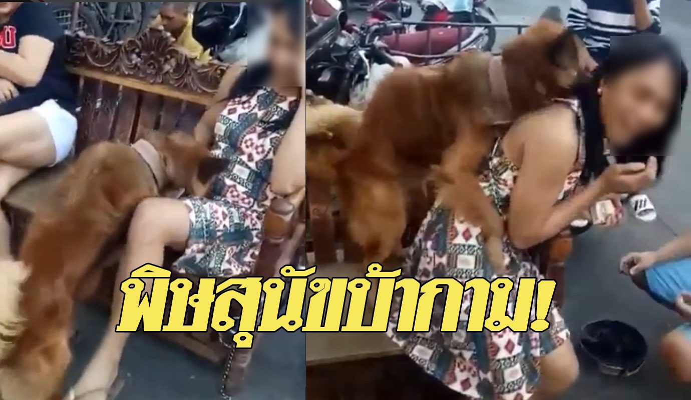 สาวเย็ดกับหมา หมาเอาคน Archives 1 - ข่าวสด