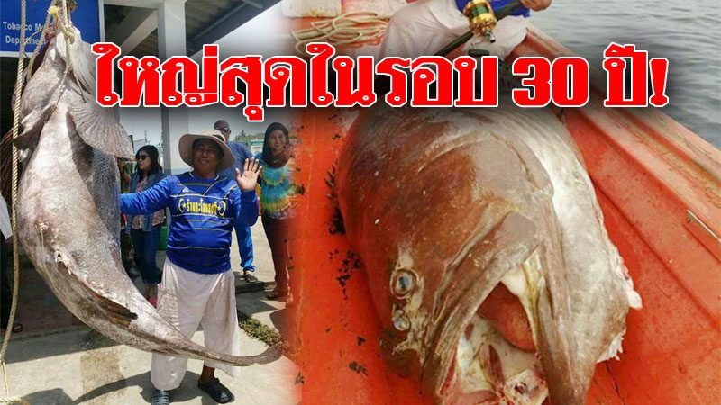 เย่อเป็นชั่วโมง! ไต๋เรือสุดเซียน ตกปลาหมอทะเลยักษ์ ใหญ่สุดในชีวิตที่เคยพบเห็น - ข่าวสด เย่อเป็นชั่วโมง! ไต๋เรือสุดเซียน ตกปลาหมอทะเลยักษ์ ใหญ่สุดในชีวิตที่เคยพบเห็น - ข่าวสด