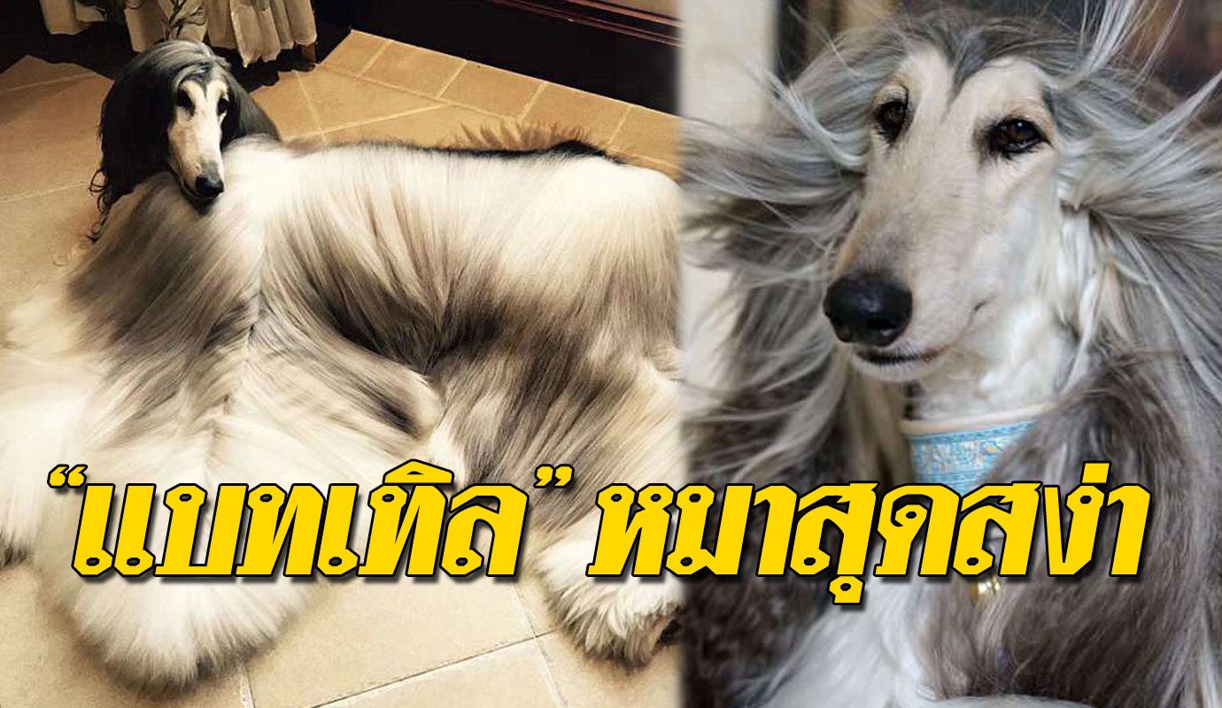 แบทเทิล
