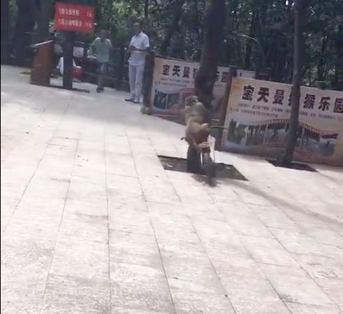ลิง