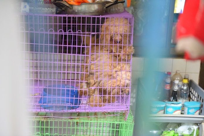 ป้าสตัฟฟ์หมาโชว์