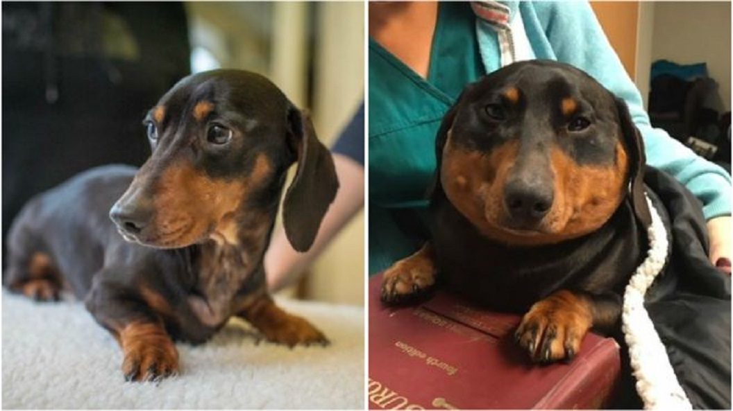 wiener dog stung by bee wiener dog stung by bee