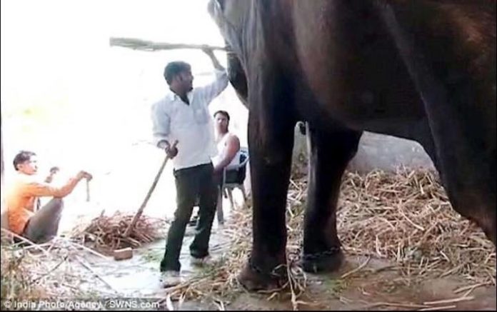 หนุ่มอินเดียอำมหิต! จับช้างทารุณ ก่อนใช้ขวานทุบ