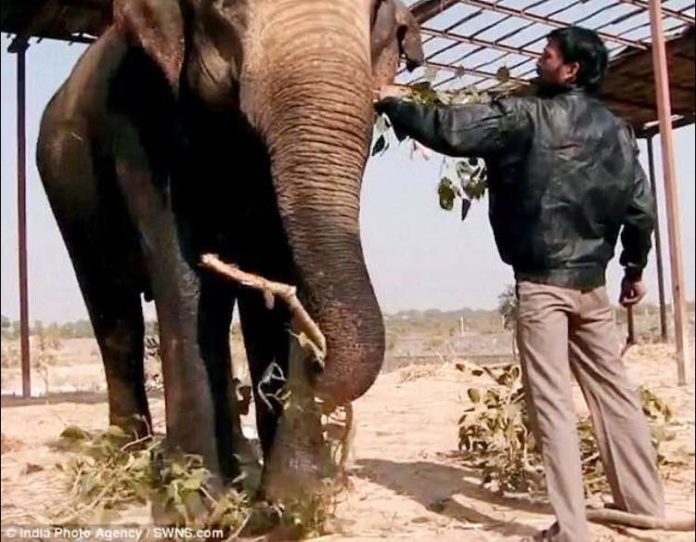 หนุ่มอินเดียอำมหิต! จับช้างทารุณ ก่อนใช้ขวานทุบ