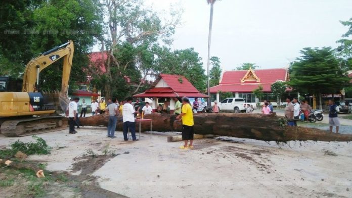 อยากมาอยู่อ่างทอง ต้นตะเคียนปู่-ย่าอายุเกือบ 1,000 ปี หลังขนย้ายมาที่ จ.อ่างทอง