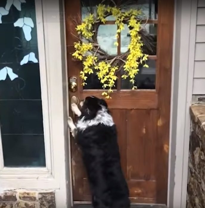 รายงานข่าว สุนัขแสนรู้ จากรัฐโคโลราโดเปิดปิดประตูเอง
