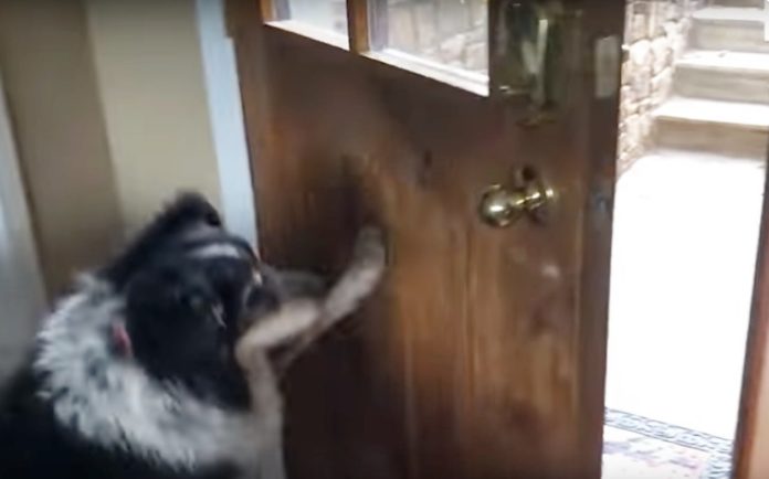 รายงานข่าว สุนัขแสนรู้ จากรัฐโคโลราโดเปิดปิดประตูเอง