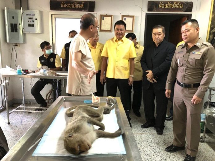ดำเนินการทำหมันลิงลพบุรีเพื่อควบคุมประชากร