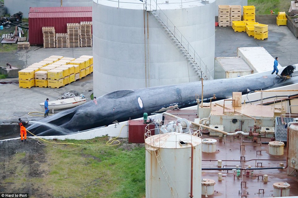 ล่าวาฬ วาฬสีน้ำเงิน สูญพันธุ์