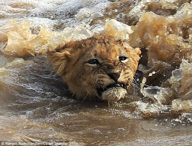 จมน้ำ ลูกสิงโต แม่น้ำ