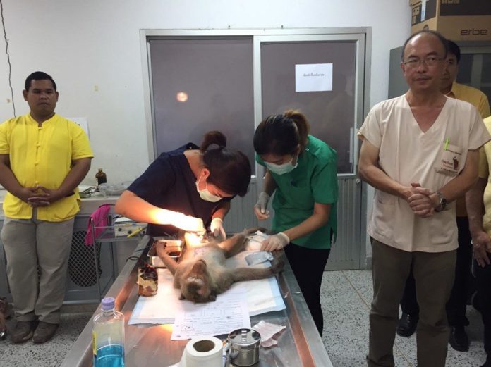 เจ้าหน้าที่ขณะทำหมันลิงลพบุรี