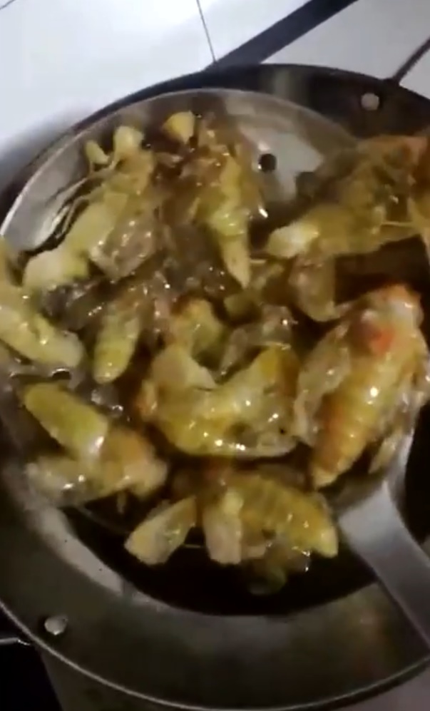 จักจั่น กินแมลง จักจั่น ตั๊กแตน