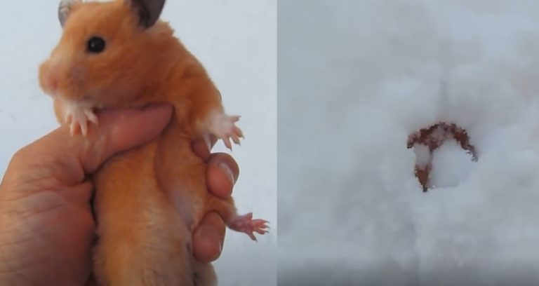 แฮมสเตอร์ หิมะ แฮมสเตอร์ หนู