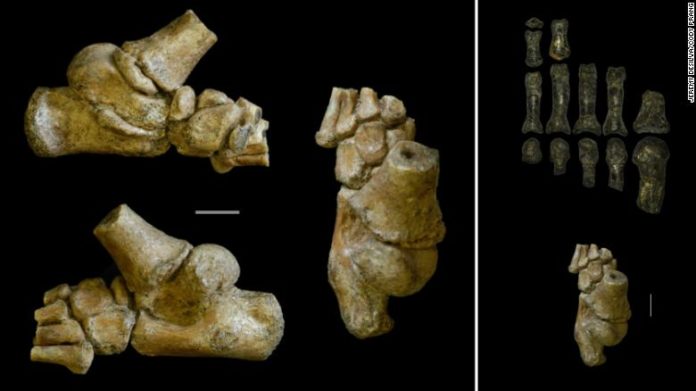 ฟอลซิลเด็กโบราณอายุกว่า 3.3 ล้านปี