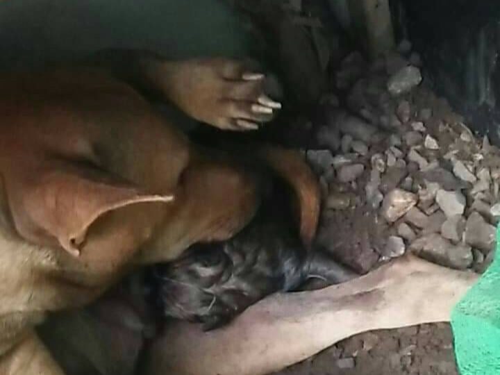 เย็ดหีลูกชายเย็ดหีหมา หนังโป๊