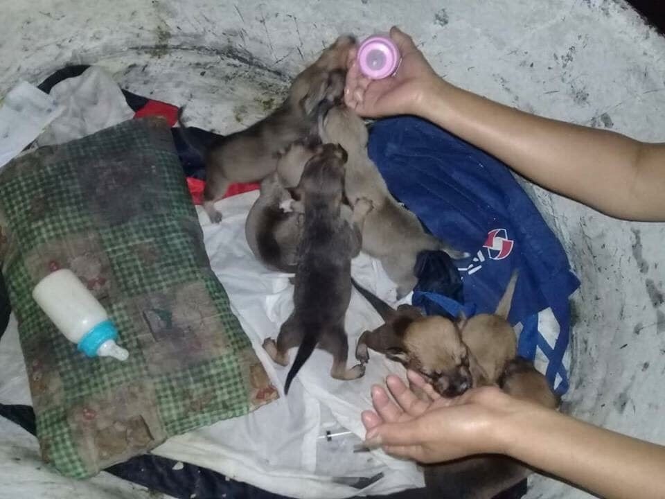 เย็ดหีลูกชายเย็ดหีหมา 