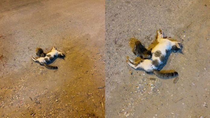 แม่แมวถูกรถชนตาย ลูกน้อยไม่รู้เดินเข้าไปดูดนมแม่ 