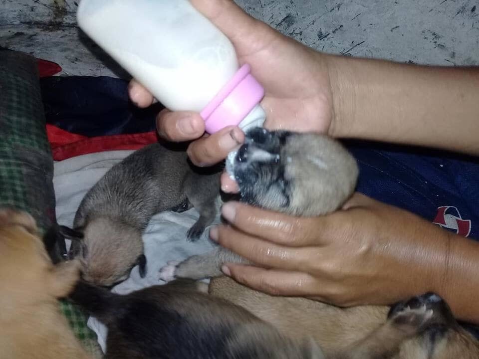 เย็ดหีลูกชายเย็ดหีหมา Zoo Zoo Sex Porn