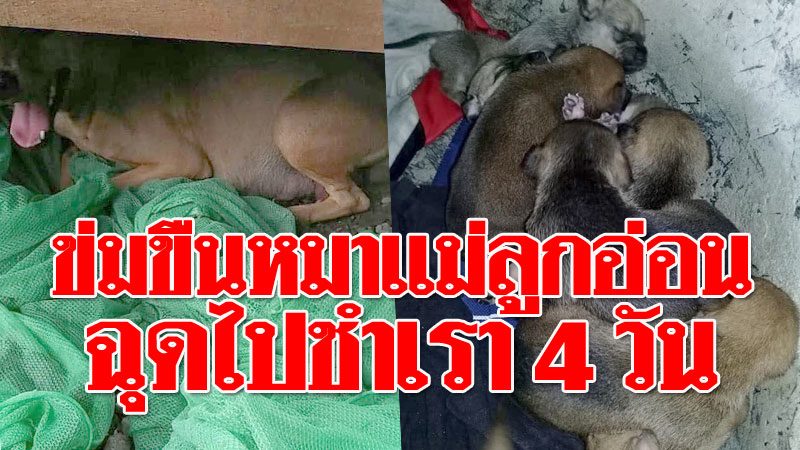 เย็ดหมาคนเย็ดหีหมาตัวเมียคนเย็ดหมาคนเย็ดหีหมาตัวเมียคนxxx Thai เด็กอายุ 10 ปี หนุ่มข่มขืนหมาแม่ลูกอ่อน ฉุดไปชำเรา 4 วัน พรากจากลูกสุนัข 8 ตัว - ข่าวสด