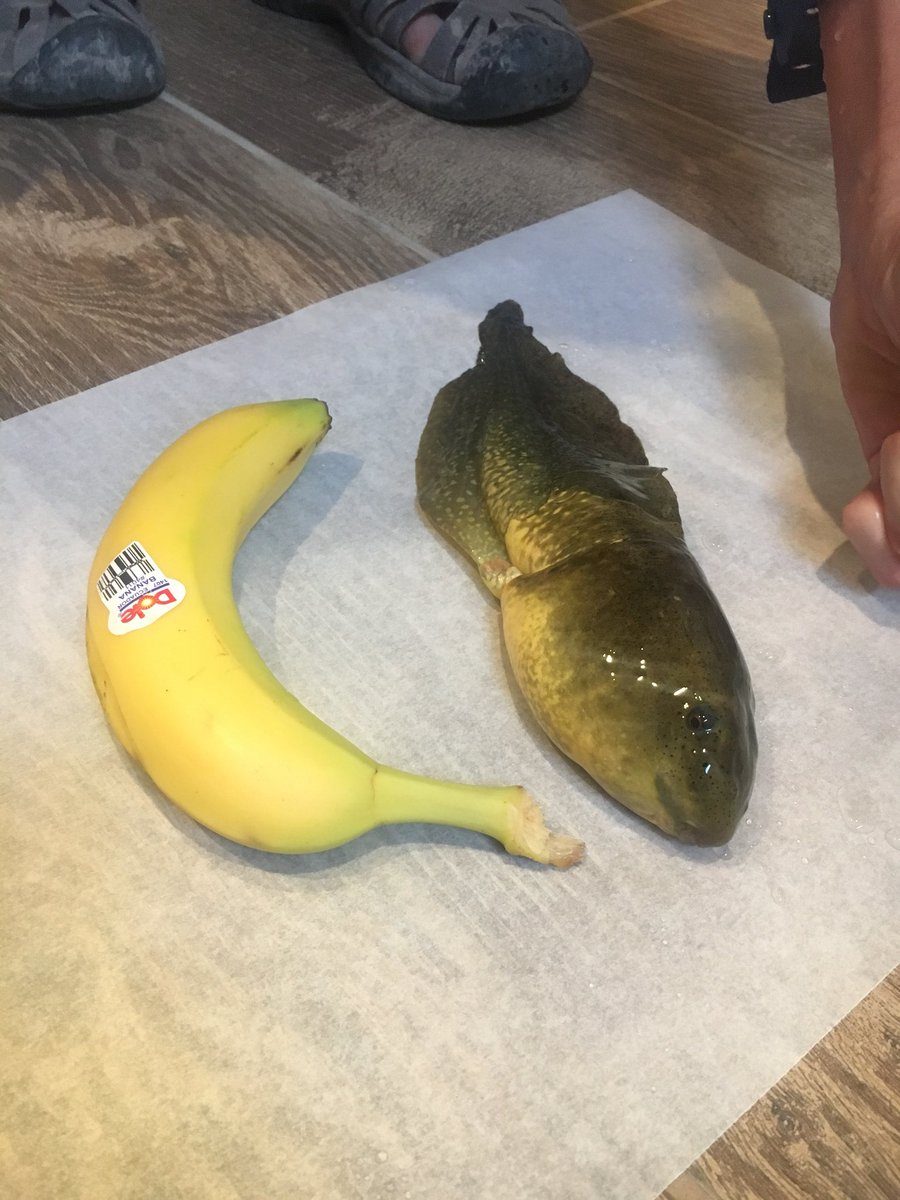 ลูกอ๊อดยักษ์ บ่อน้ำ ลูกอ๊อดยักษ์ กบ
