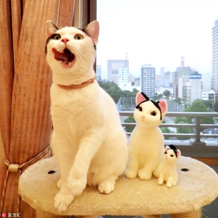'อิคุระ' เหมียวน้อยอินเลิฟ