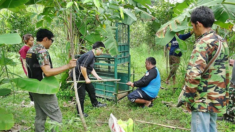 เจ้าหน้าที่ติตั้งกรงกับดักสัตว์