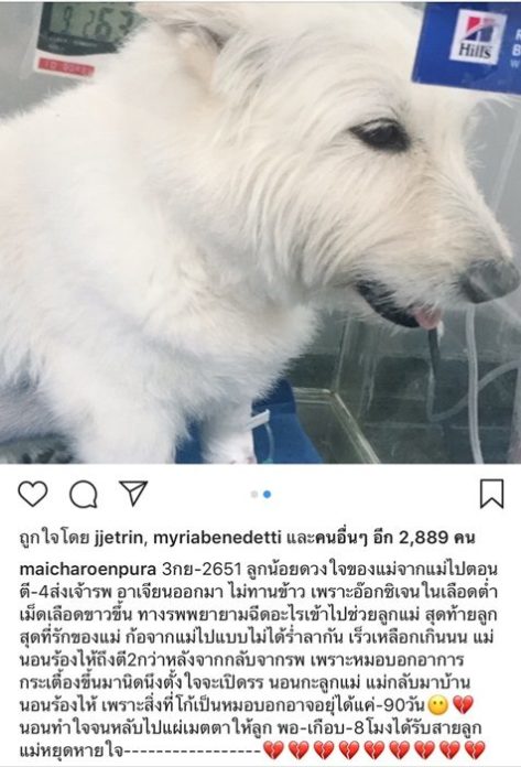 ใหม่ เจริญปุระ โพสต์ ตะโก้ น้องหมาสุดที่รัก