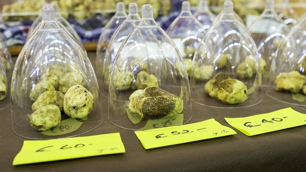 White truffles exposition at the International Fair of the Truffle of Alba (Cuneo Province, Piedmont, Italy).