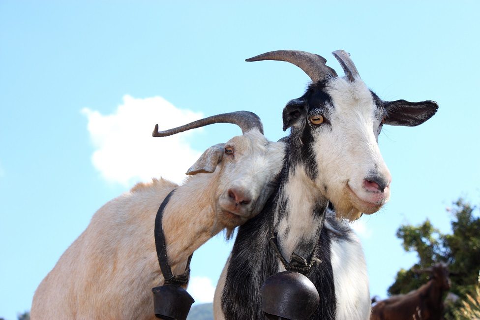Two goats agains a bright blue sky