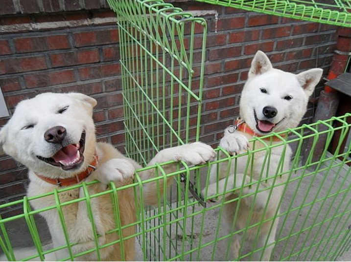 คิมส่ง2หมาน้อย
