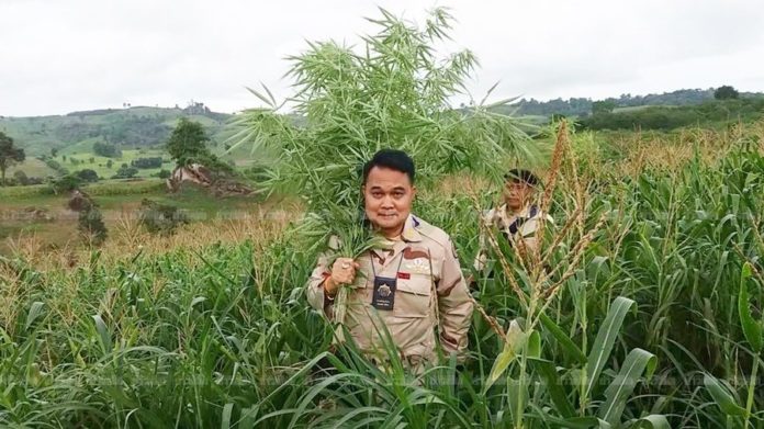 ปลูกต้นกัญชา