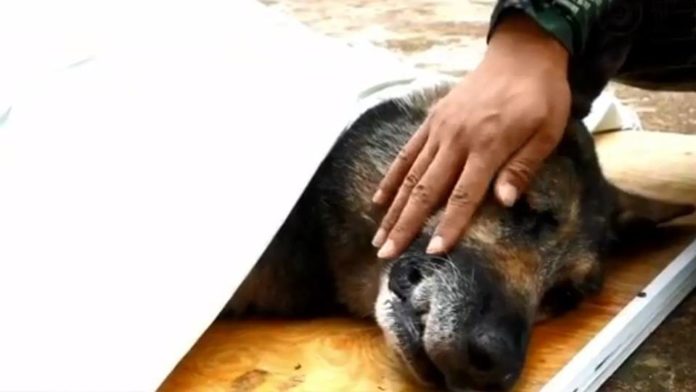อาลัย! “คุนหู่” สุนัขตำรวจจมูกมด ช่วยผู้ประสบภัยรอดนับ 100 ก่อนตาย