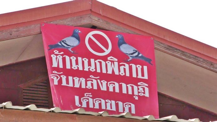 เจ้าอาวาส เขียนป้าย "ห้ามนกพิราบเกาะหลังคา"