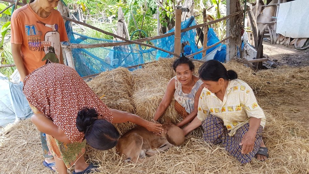 ชาวบ้านแห่ดู เจ้าวันดี ลูกวัวประหลาด