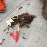 กะต๊าก! หนุ่มเมาคึกอยากตีไก่ บิดมอไซค์แหกโค้ง คนสาหัส-ไก่คาที่