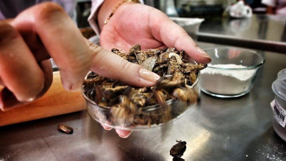 Dried lobster cockroaches