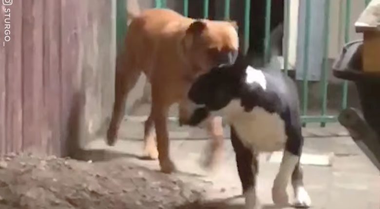 ตูบร้องให้เพื่อนช่วย