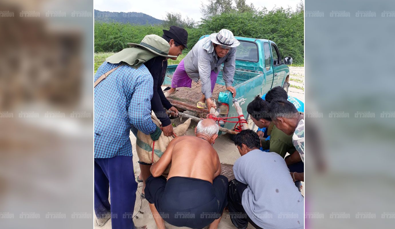 กวางป่า กวางป่า