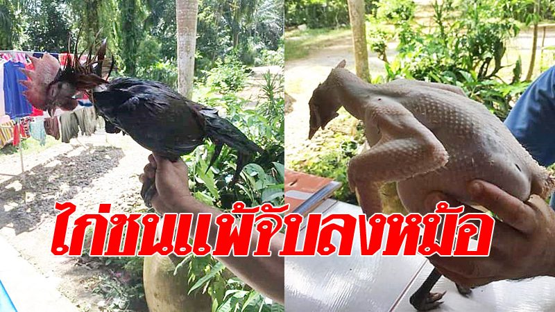 Về Luyện Gà Chọi