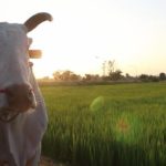 จุดเช็คอินใหม่ นั่งเกวียน ชมทุ่ง สัมผัสวิถีชีวิตไท-ยวน ที่บ้านแพะ  ราชบุรี