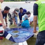 ภารกิจต้องรอด! กู้ชีวิตโลมาเจ็บ ว่ายมาเกยตื้นหาดในยาง-ภูเก็ตให้คนช่วย