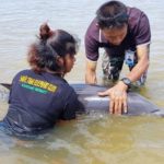 ภารกิจต้องรอด! กู้ชีวิตโลมาเจ็บ ว่ายมาเกยตื้นหาดในยาง-ภูเก็ตให้คนช่วย
