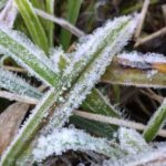 หนาวสุดในรอบปี! เชียงใหม่ยะเยือกติดลบ แห่ขึ้นดอยสัมผัสหนาว-ชมเหมยขาบ