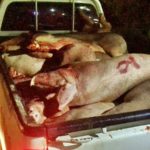 บุกจับโรงเชือดหมูเถื่อนกลางหาดใหญ่! ลอบชำแหละนาน 20ปี พบหมูรอเชือดเพียบ