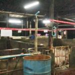 บุกจับโรงเชือดหมูเถื่อนกลางหาดใหญ่! ลอบชำแหละนาน 20ปี พบหมูรอเชือดเพียบ