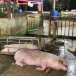 บุกจับโรงเชือดหมูเถื่อนกลางหาดใหญ่! ลอบชำแหละนาน 20ปี พบหมูรอเชือดเพียบ