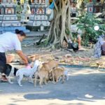 จิตอาสาวอน อย่านำหมาแมว มาทิ้งวัด โรคหัดระบาด ตายไปแล้วกว่าครึ่ง