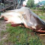ปลาบึก ยักษ์มหึมา โผล่เมืองคอน ชาวบ้านจับได้สุดตื่นเต้น ตะลึงหนัก ปลาโผล่เกยตื้น